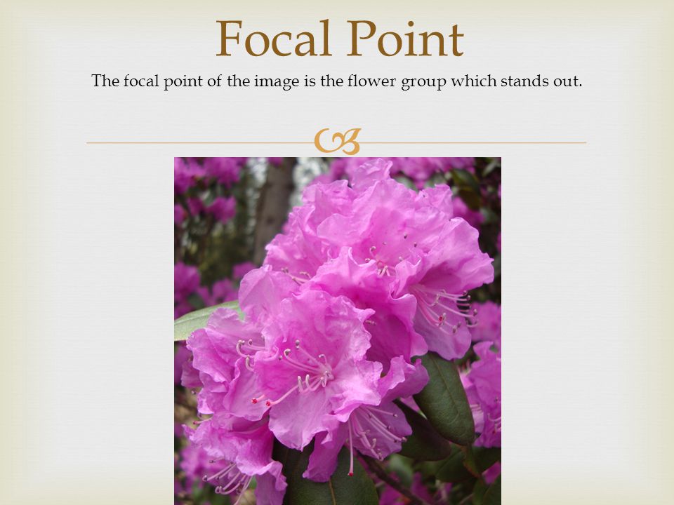  Focal Point The focal point of the image is the flower group which stands out.