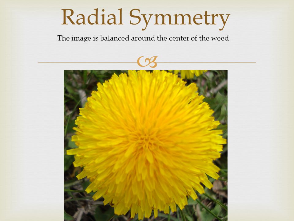  Radial Symmetry The image is balanced around the center of the weed.