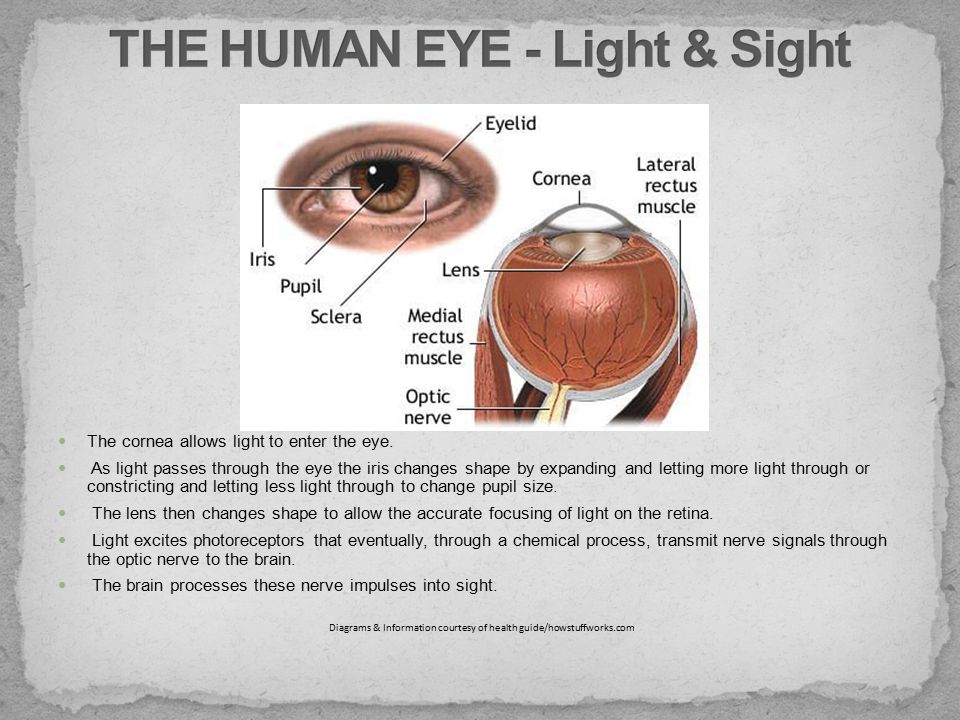 The cornea allows light to enter the eye.