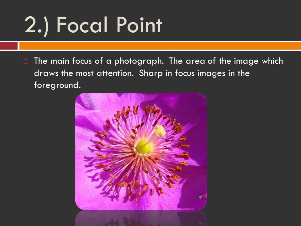 2.) Focal Point  The main focus of a photograph.