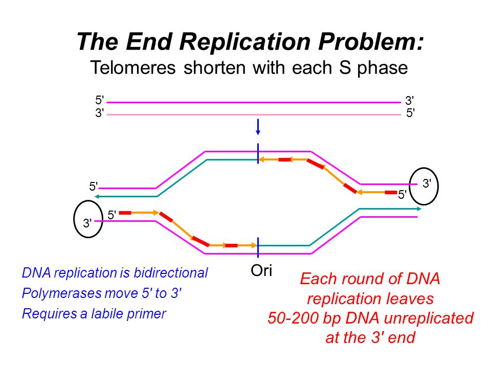 TELOMERES What are they? Why are they important? Telomere ...