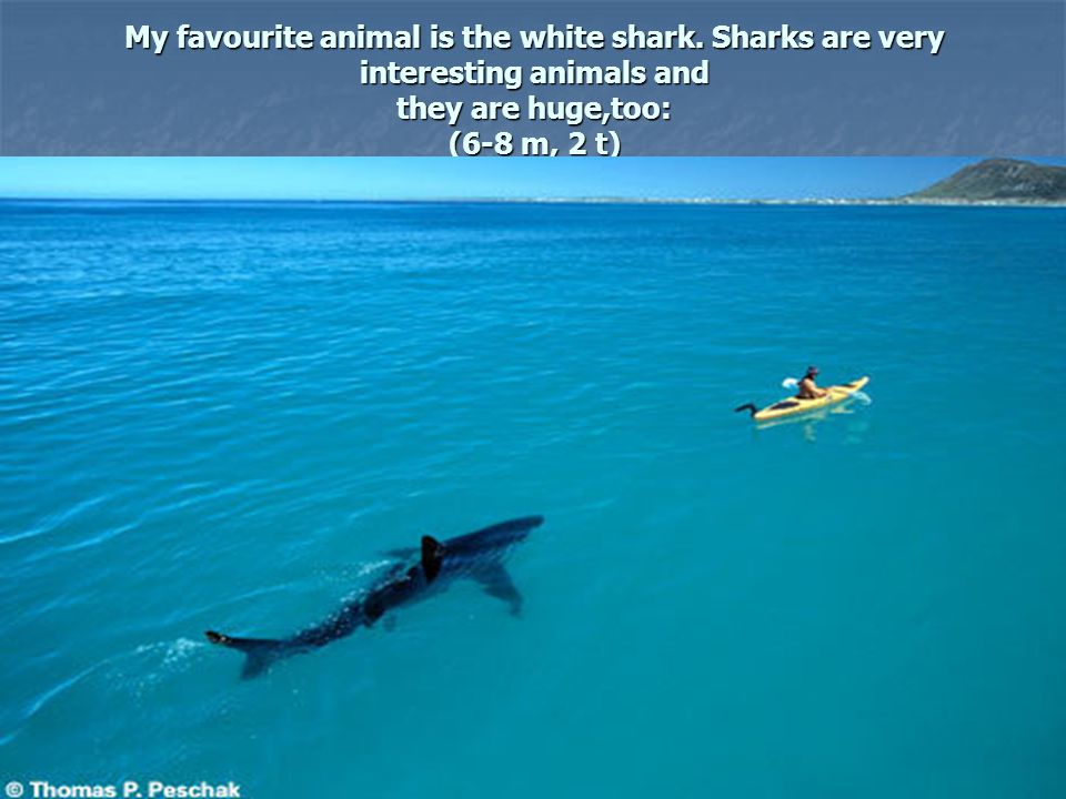 My favourite animal is the white shark.