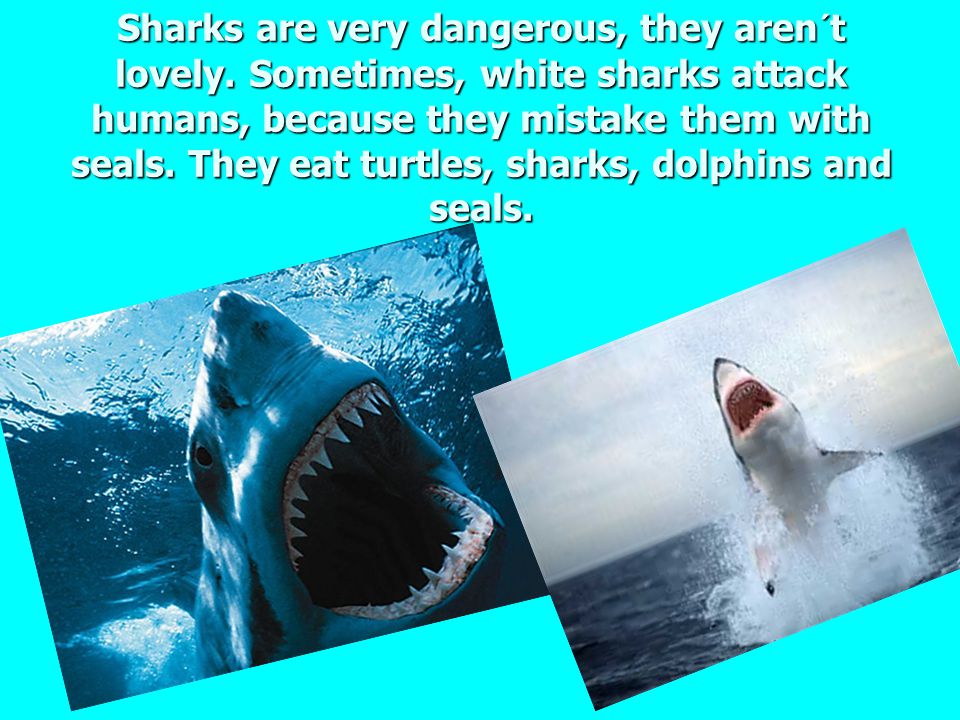 Sharks. My favourite animal is the white shark. Sharks are very interesting  animals and they are huge,too: (6-8 m, 2 t) - ppt download