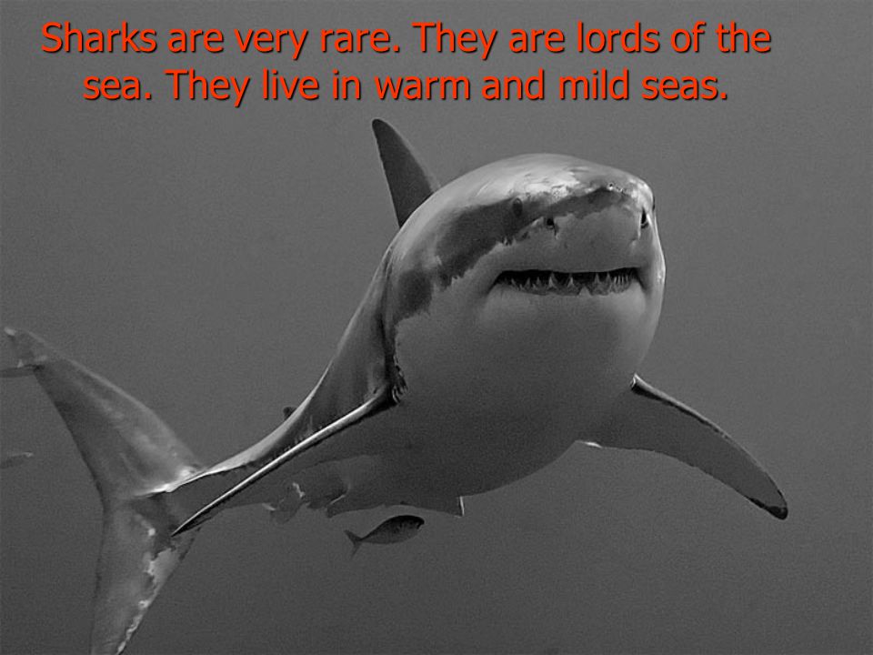Sharks are very rare. They are lords of the sea. They live in warm and mild seas.