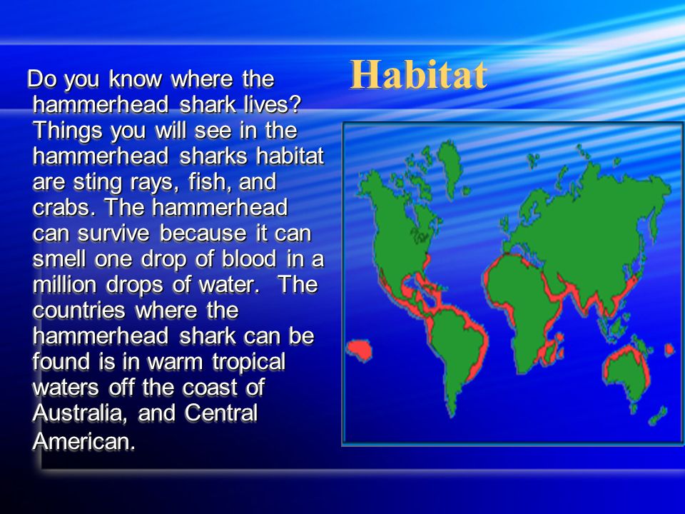 All About Hammer Head Sharks By Rory Conneely In My Report You Are Going To Learn About The Hammer Head Shark First You Are Going To Learn About Physical Ppt Download