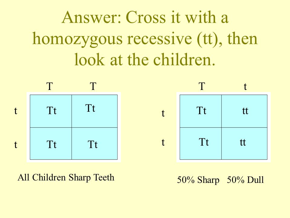 Genetics Continued Test Cross Codominance Incomplete