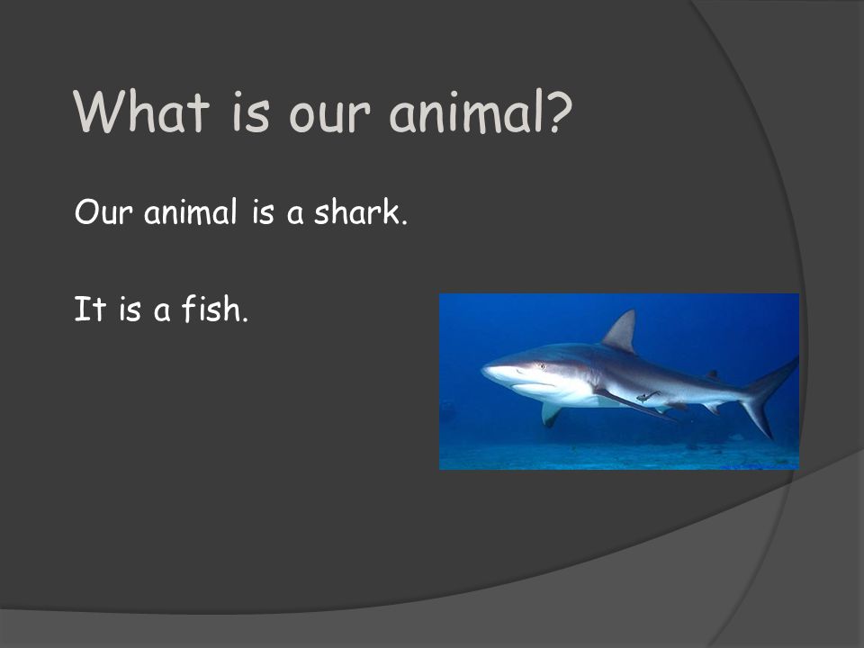 What is our animal Our animal is a shark. It is a fish.