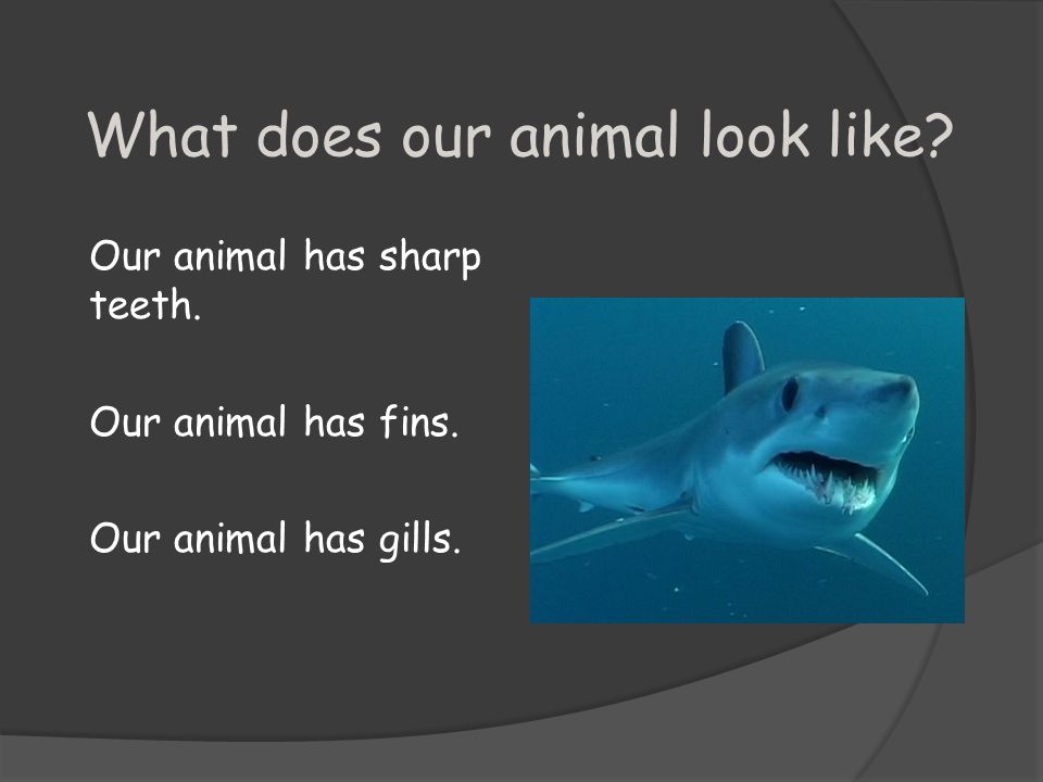 What does our animal look like. Our animal has sharp teeth.