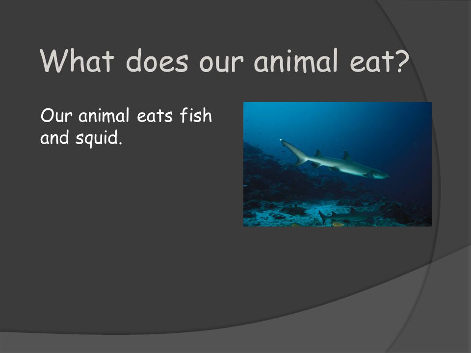 What does our animal eat Our animal eats fish and squid.