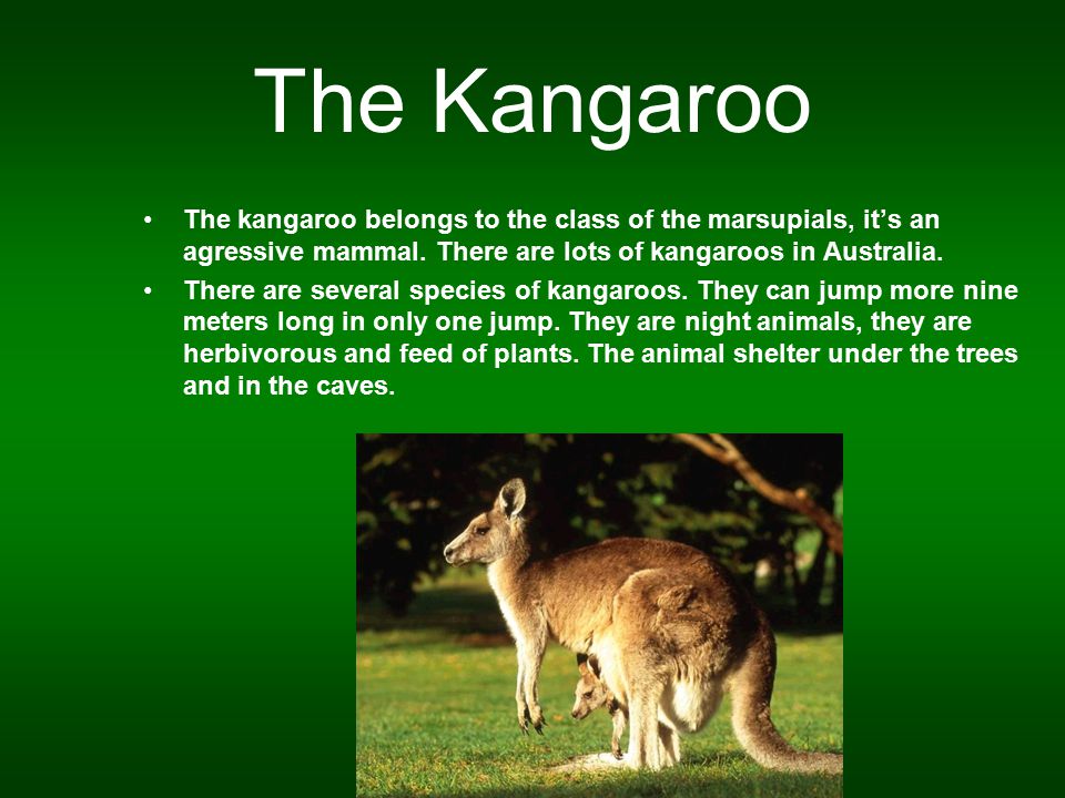 Animals of Australia. The koala The koala, herbivore marsupial, is the  mammal the most important of Austalia with the kangaroo. It's a species  which drink. - ppt download
