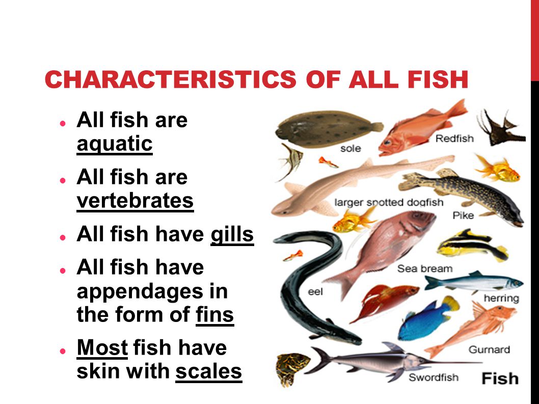 Chapter 16 Notes, Fish. CHARACTERISTICS OF ALL FISH All fish are aquatic  All fish are vertebrates All fish have gills All fish have appendages in  the. - ppt download