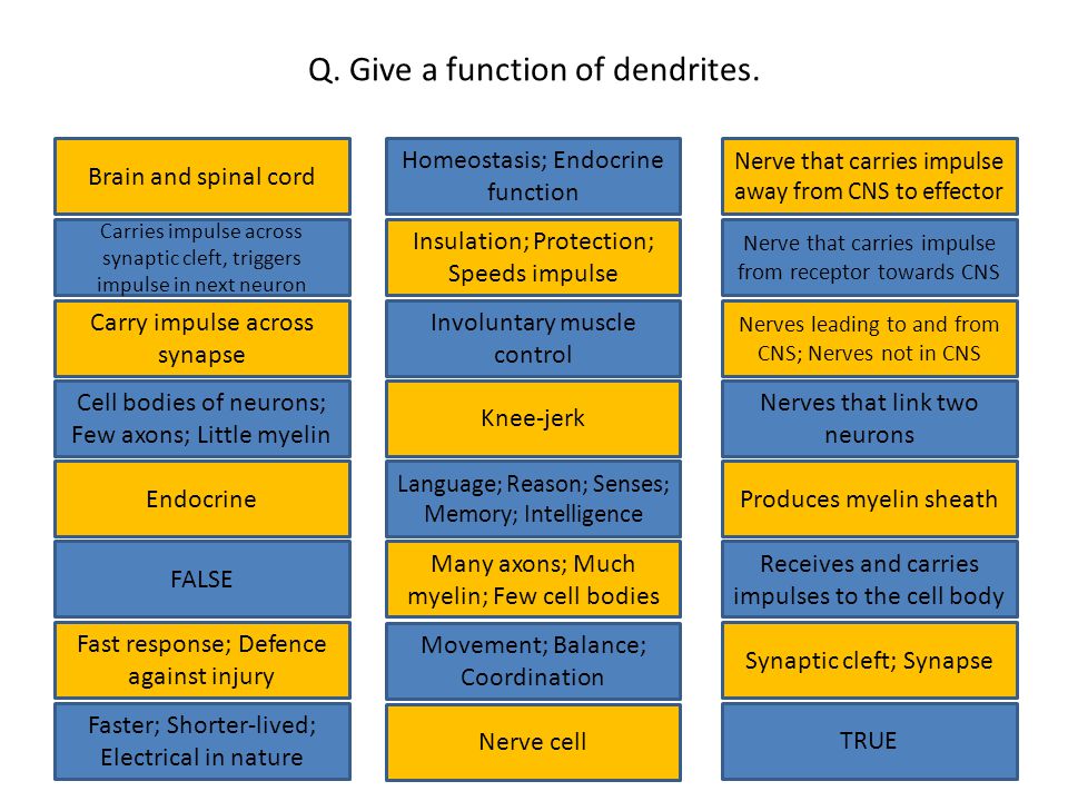 Q. Give a function of dendrites.