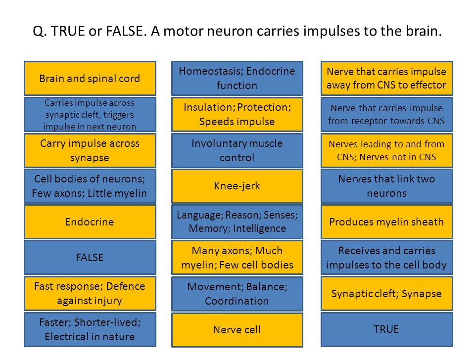 Q. TRUE or FALSE. A motor neuron carries impulses to the brain.