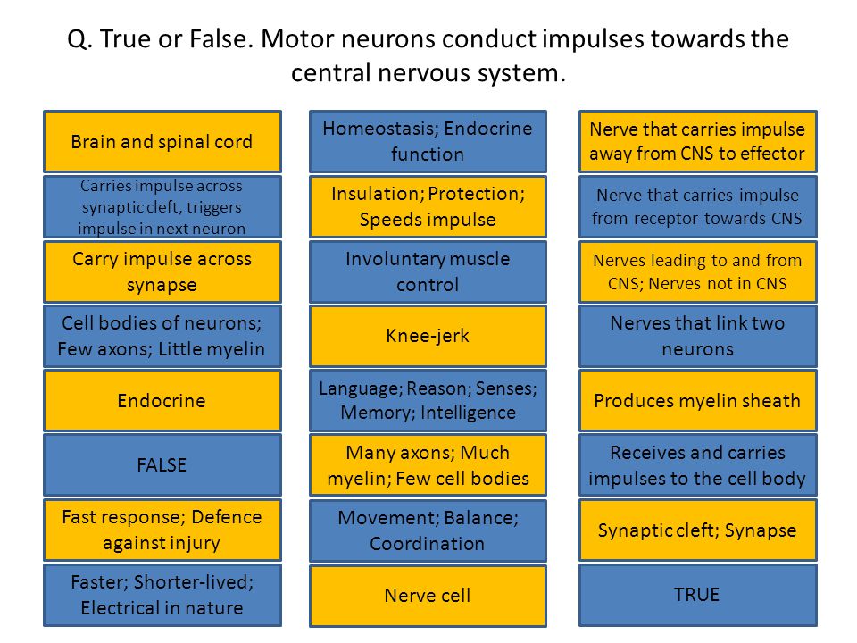 Q. True or False. Motor neurons conduct impulses towards the central nervous system.