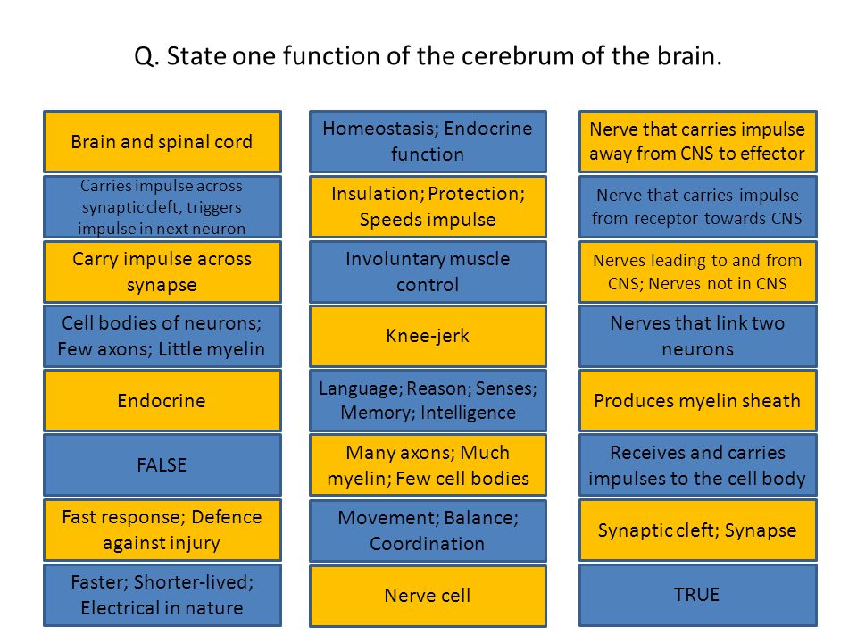 Q. State one function of the cerebrum of the brain.