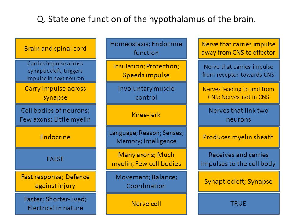 Q. State one function of the hypothalamus of the brain.