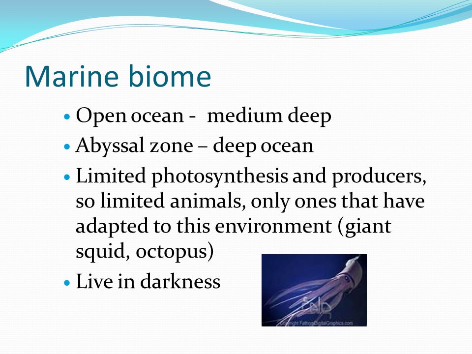 Marine biome Open ocean - medium deep Abyssal zone – deep ocean Limited photosynthesis and producers, so limited animals, only ones that have adapted to this environment (giant squid, octopus) Live in darkness
