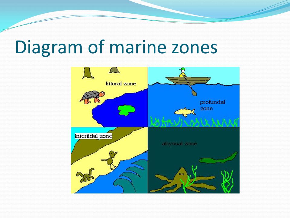 Diagram of marine zones