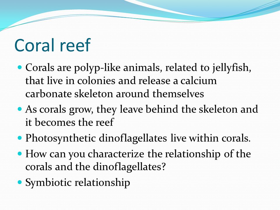 Coral reef Corals are polyp-like animals, related to jellyfish, that live in colonies and release a calcium carbonate skeleton around themselves As corals grow, they leave behind the skeleton and it becomes the reef Photosynthetic dinoflagellates live within corals.