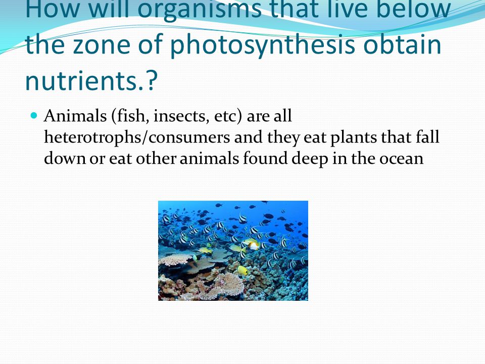 How will organisms that live below the zone of photosynthesis obtain nutrients..
