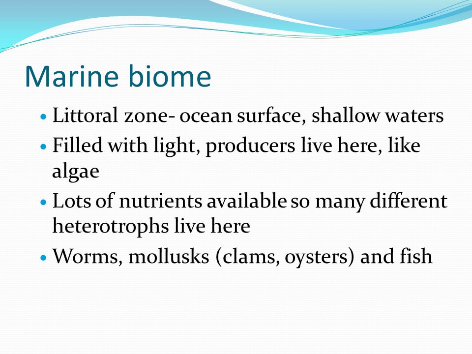 Marine biome Littoral zone- ocean surface, shallow waters Filled with light, producers live here, like algae Lots of nutrients available so many different heterotrophs live here Worms, mollusks (clams, oysters) and fish
