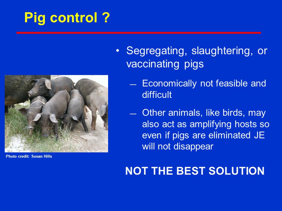 Pig control .