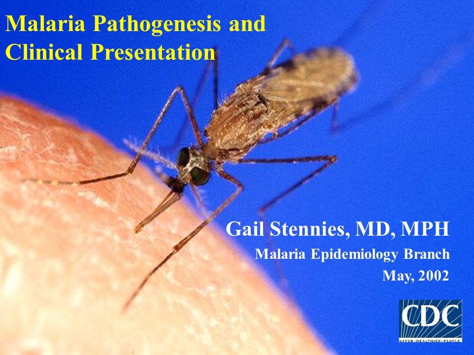'Ppt' malaria presentations. What kind of malaria Attack occurs only in Evening.