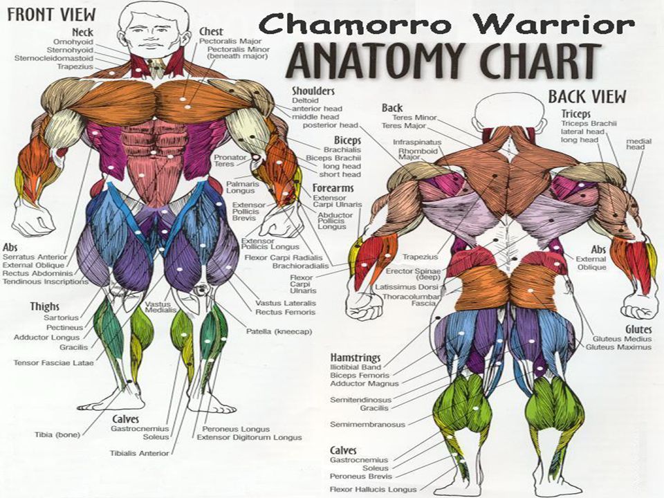 Chamorro Warrior Anatomy Chart