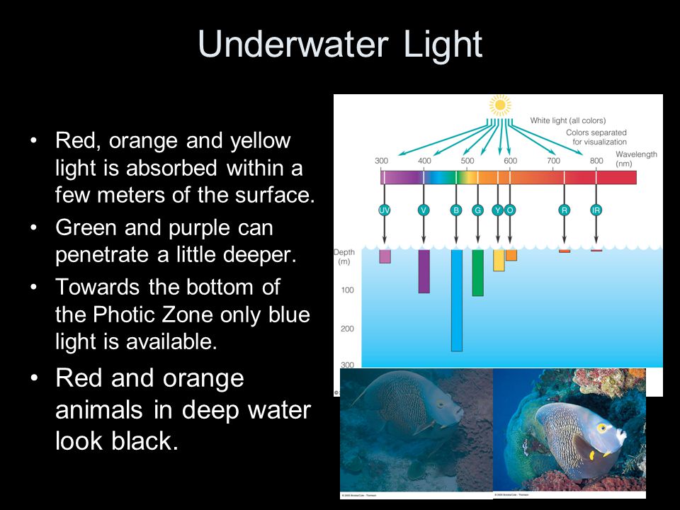 Underwater Light Red, orange and yellow light is absorbed within a few meters of the surface.