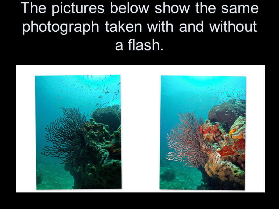 The pictures below show the same photograph taken with and without a flash.