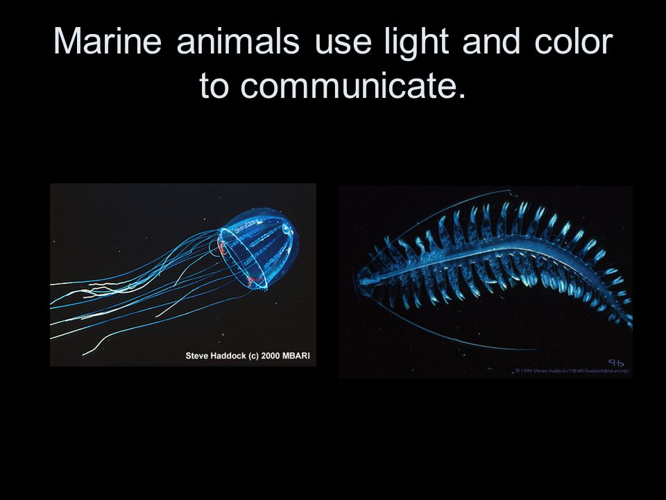 Marine animals use light and color to communicate.