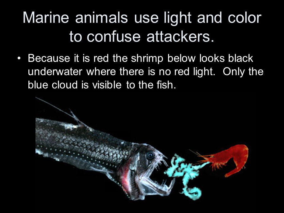 Marine animals use light and color to confuse attackers.