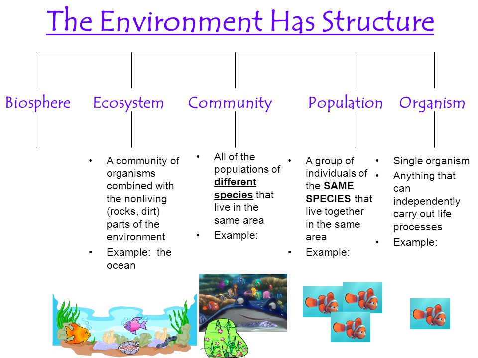 The Environment Has Structure BiosphereEcosystemCommunityPopulationOrganism Single organism Anything that can independently carry out life processes Example: A group of individuals of the SAME SPECIES that live together in the same area Example: All of the populations of different species that live in the same area Example: A community of organisms combined with the nonliving (rocks, dirt) parts of the environment Example: the ocean