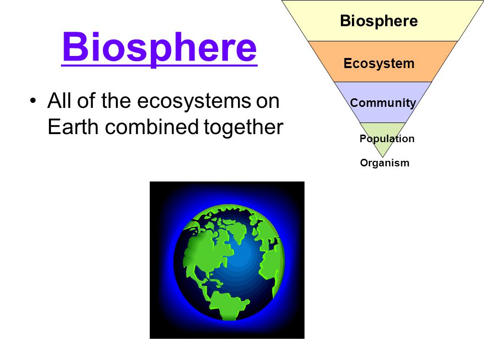 Biosphere All of the ecosystems on Earth combined together Biosphere Ecosystem Community Population Organism