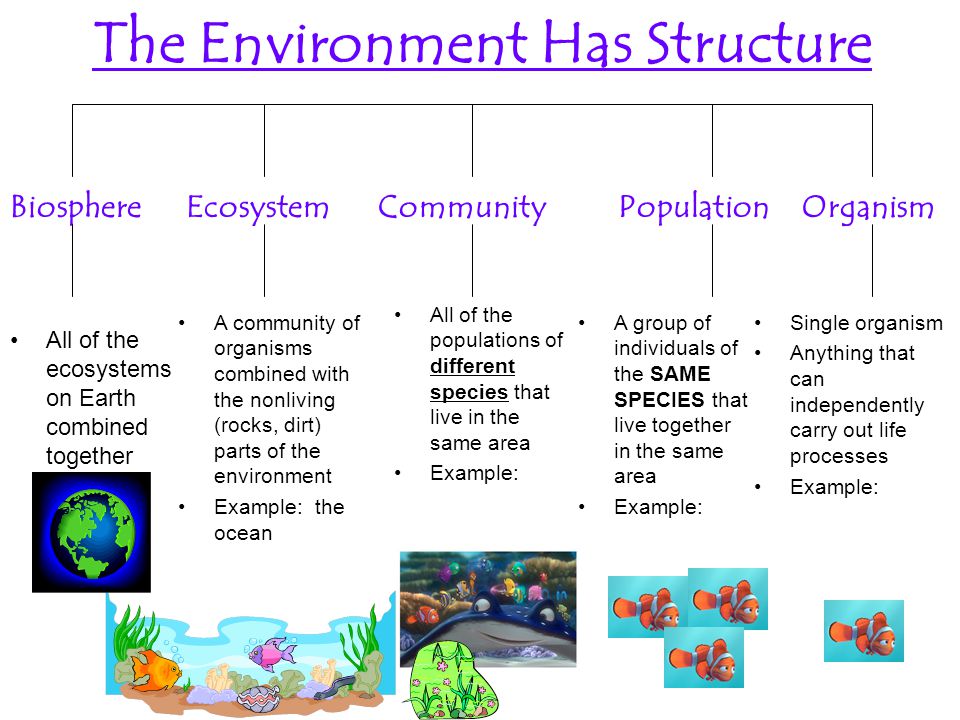 The Environment Has Structure BiosphereEcosystemCommunityPopulationOrganism Single organism Anything that can independently carry out life processes Example: A group of individuals of the SAME SPECIES that live together in the same area Example: All of the populations of different species that live in the same area Example: A community of organisms combined with the nonliving (rocks, dirt) parts of the environment Example: the ocean All of the ecosystems on Earth combined together