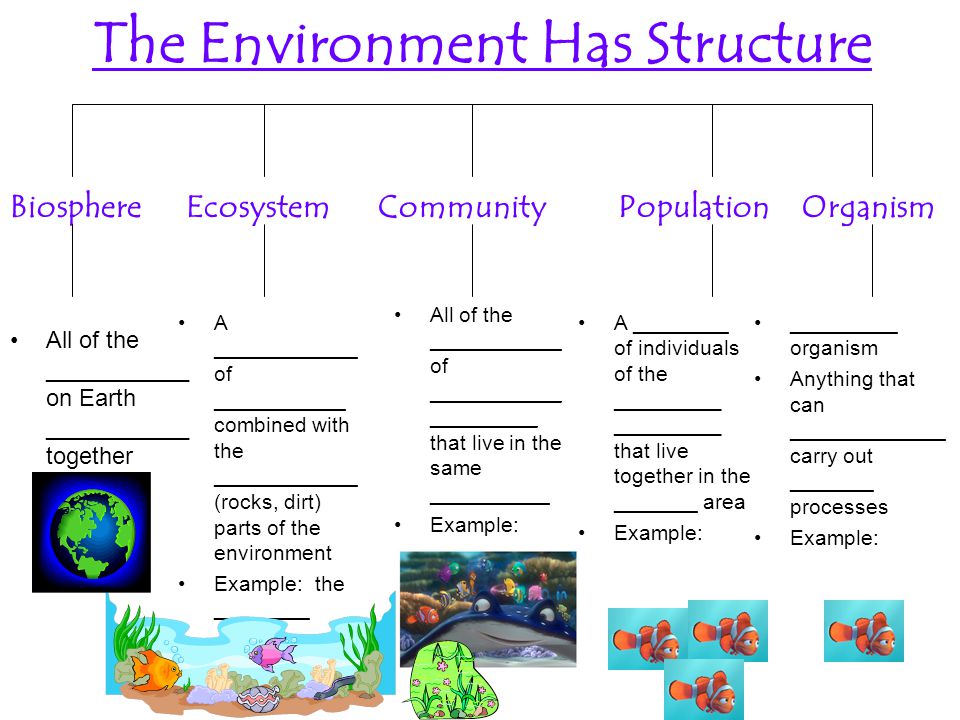 The Environment Has Structure BiosphereEcosystemCommunityPopulationOrganism _________ organism Anything that can _____________ carry out _______ processes Example: A ________ of individuals of the _________ _________ that live together in the _______ area Example: All of the ___________ of ___________ _________ that live in the same __________ Example: A ____________ of ___________ combined with the ____________ (rocks, dirt) parts of the environment Example: the ________ All of the ___________ on Earth ___________ together