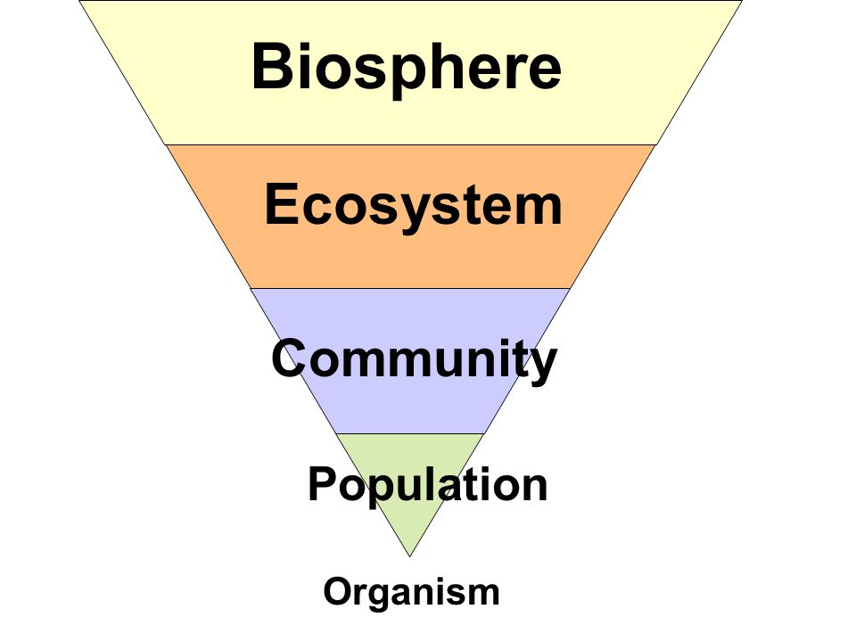 Biosphere Ecosystem Community Population Organism