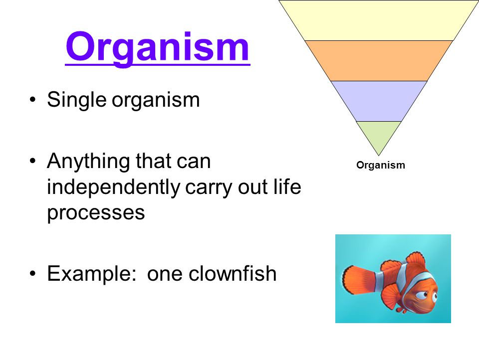 Single organism Anything that can independently carry out life processes Example: one clownfish Organism