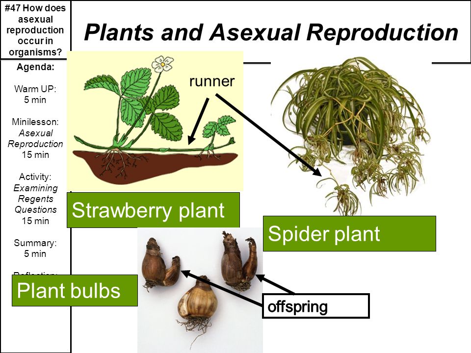 #47 How does asexual reproduction occur in organisms. 