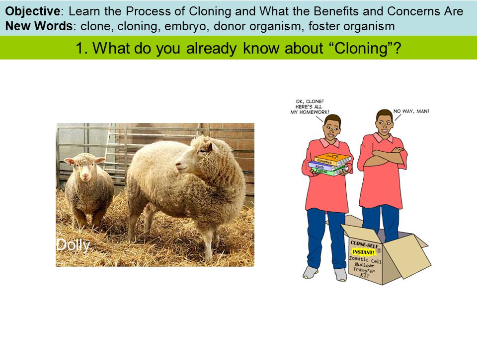 DO NOW: List 3 things you have learned about Selective Breeding Dolly  Objective: Learn the Process of Cloning and What the Benefits and Concerns  Are New. - ppt download