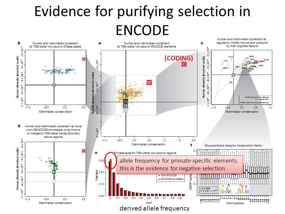 Evidence for purifying selection in ENCODE (CODING) allele frequency for primate-specific elements.
