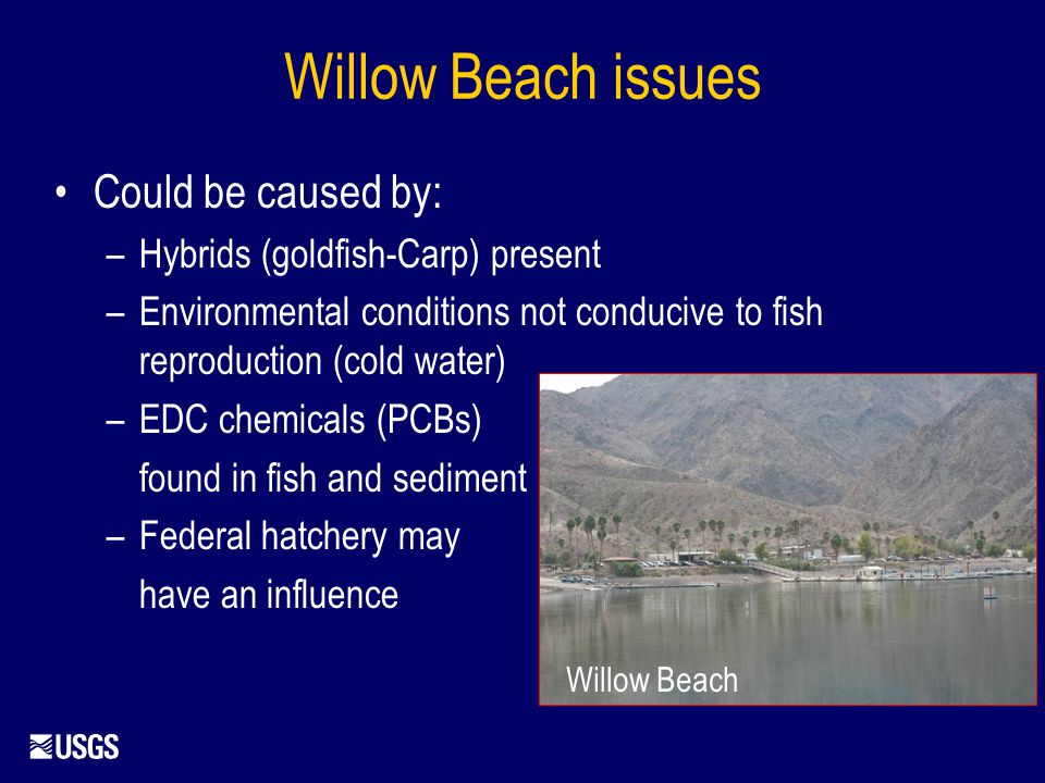 Willow Beach issues Could be caused by: –Hybrids (goldfish-Carp) present –Environmental conditions not conducive to fish reproduction (cold water) –EDC chemicals (PCBs) found in fish and sediment –Federal hatchery may have an influence Willow Beach