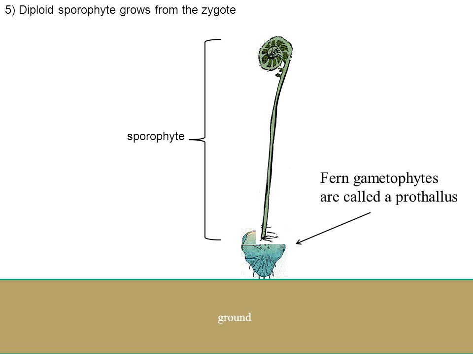 4) Sperm swim through water from the male parts (antheridium) to the female parts (archegonia)…zygote created Let’s zoom back out egg zygo te