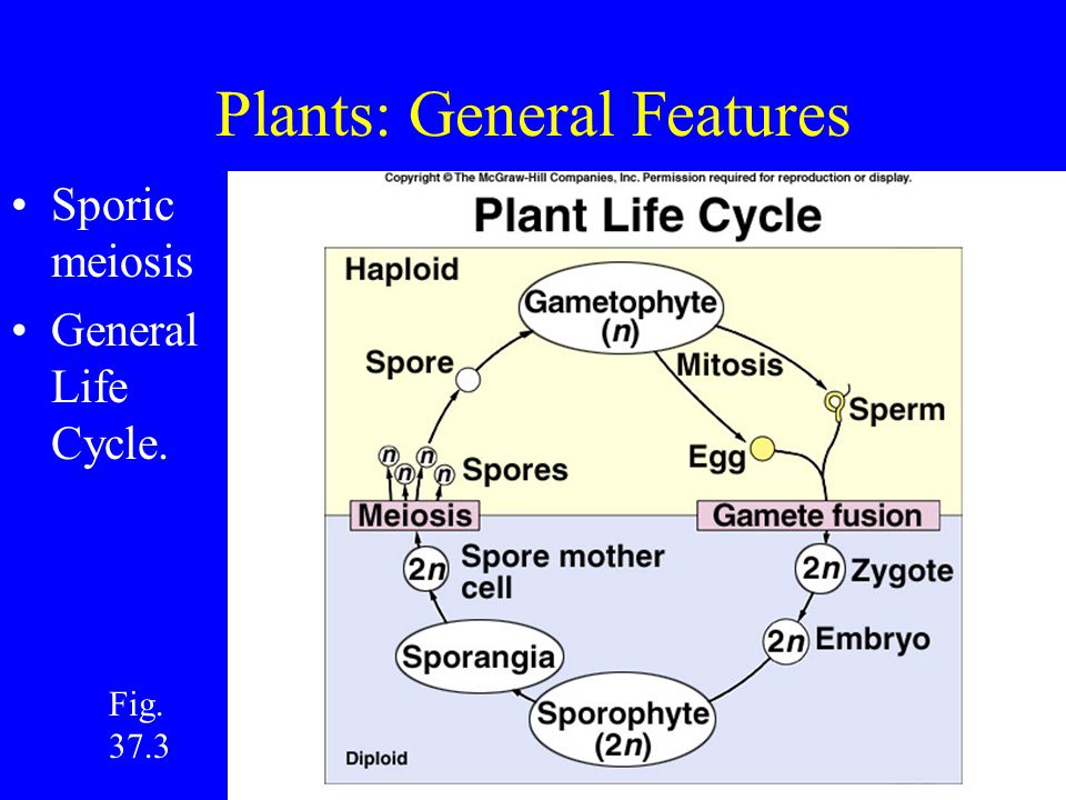 vascular seedless plants life cycle