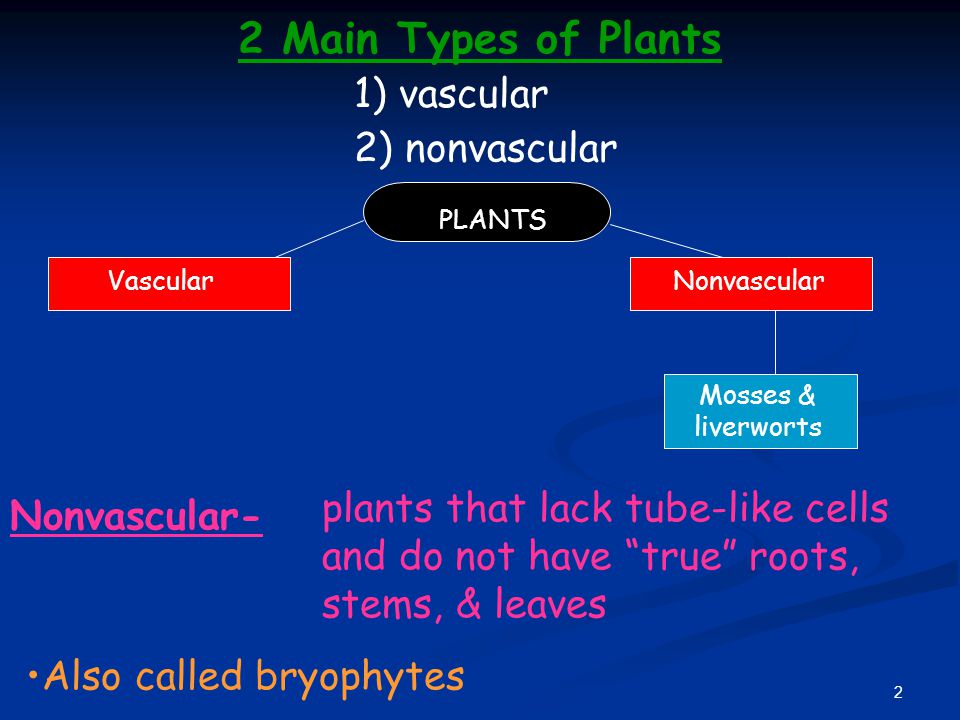 1. 2 PLANTS Mosses & liverworts Vascular Nonvascular 2 Main Types of