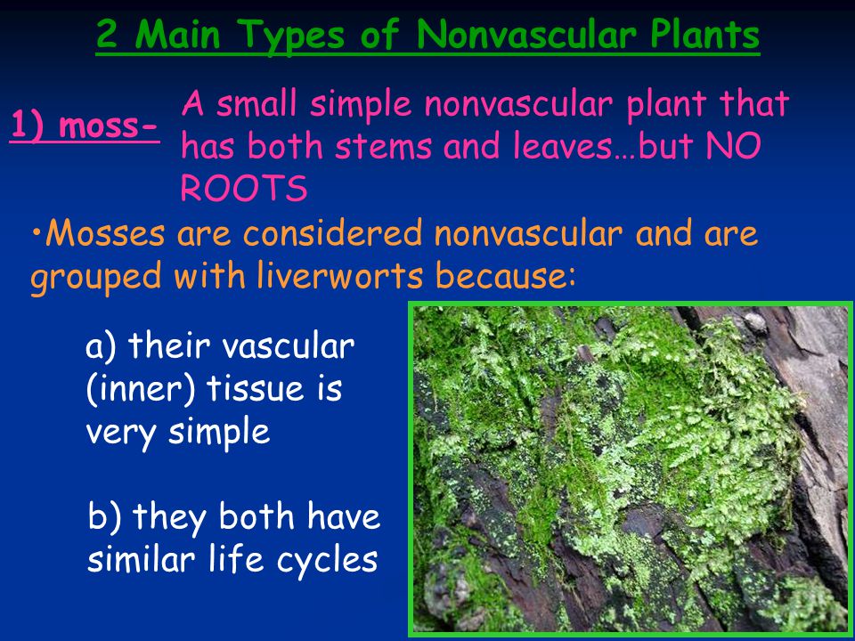 1. 2 PLANTS Mosses & liverworts Vascular Nonvascular 2 Main Types of