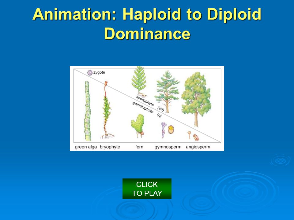 CLICK TO PLAY Animation: Haploid to Diploid Dominance