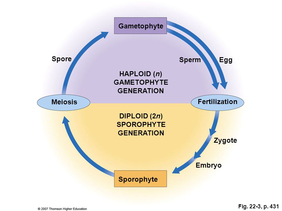 Gametophyte Sporophyte Zygote HAPLOID (n) GAMETOPHYTE GENERATION DIPLOID (2n) SPOROPHYTE GENERATION Meiosis Fertilization SpermEgg Spore Embryo Fig.