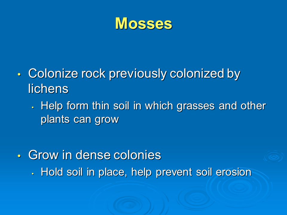Mosses Colonize rock previously colonized by lichens Colonize rock previously colonized by lichens Help form thin soil in which grasses and other plants can grow Help form thin soil in which grasses and other plants can grow Grow in dense colonies Grow in dense colonies Hold soil in place, help prevent soil erosion Hold soil in place, help prevent soil erosion