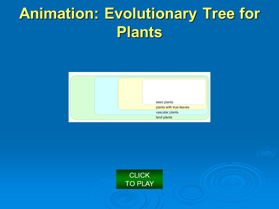 CLICK TO PLAY Animation: Evolutionary Tree for Plants